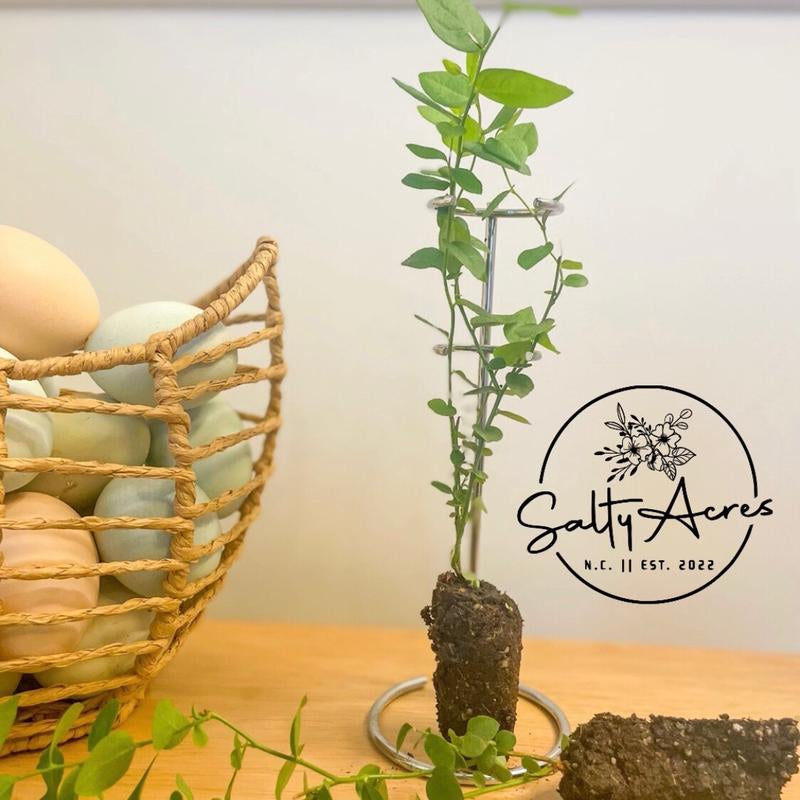 Top Hat Dwarf Blueberry Bush