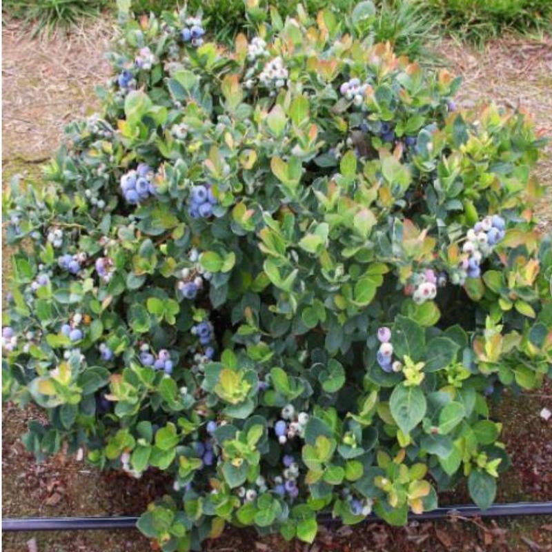 Top Hat Dwarf Blueberry Bush